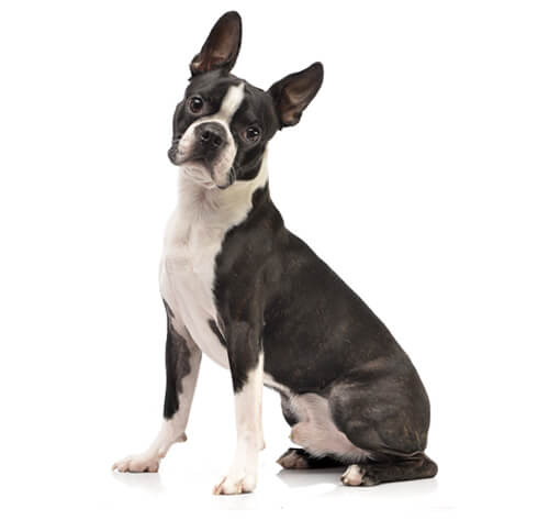 Buy a boston terrier sales near me